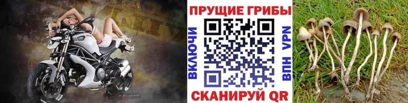 где найти Новоалтайск Галлюциногенные грибы ЛСД